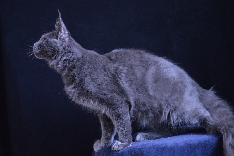 Diesel Akbars - Kitten maine-coon 5 months