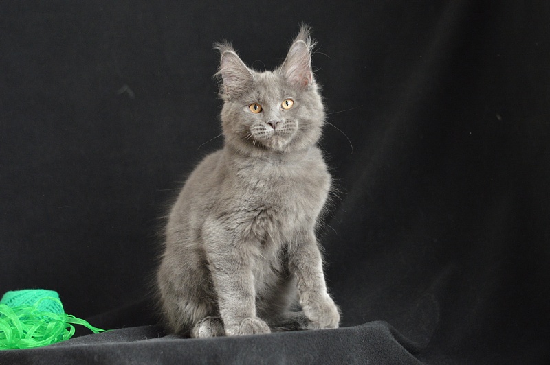 Diesel Akbars - Kitten maine-coon 3 months 1.5 week
