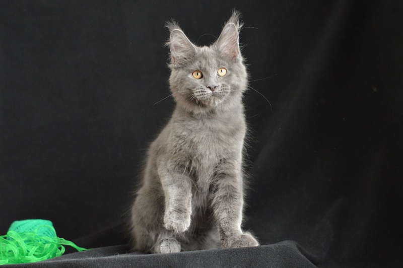 Diesel Akbars - Kitten maine-coon 3 months 1.5 week