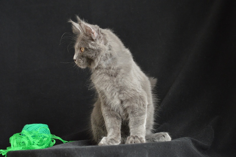 Diesel Akbars - Kitten maine-coon 3 months 1.5 week