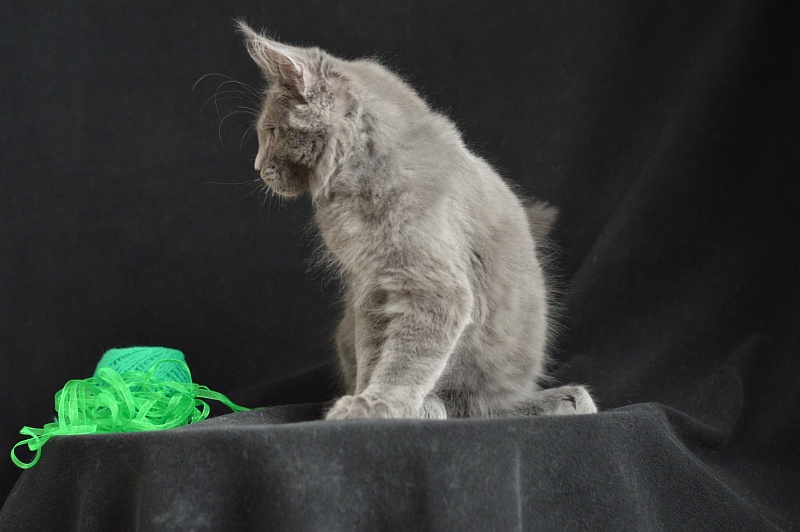 Diesel Akbars - Kitten maine-coon 3 months 1.5 week