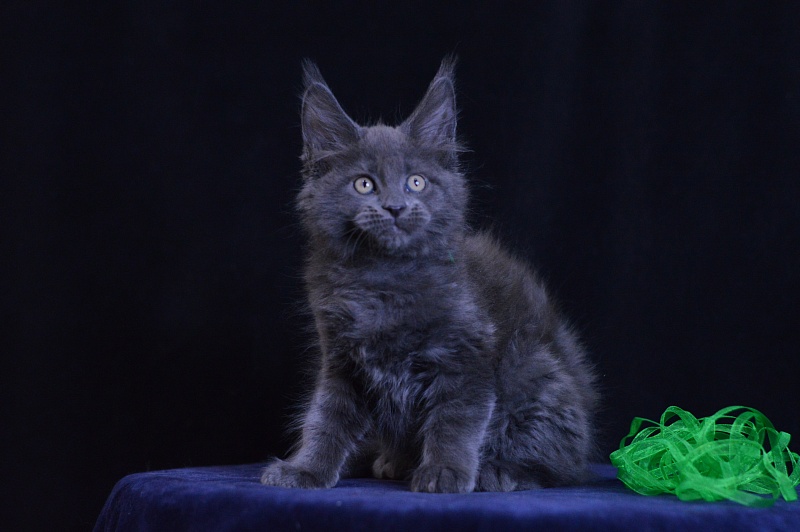 Diesel Akbars - Kitten maine-coon 2 months 1 week