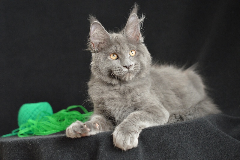 Diesel Akbars - Kitten maine-coon 3 months 1.5 week
