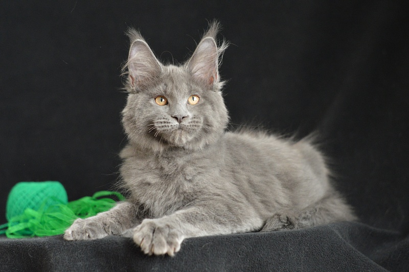 Diesel Akbars - Kitten maine-coon 3 months 1.5 week