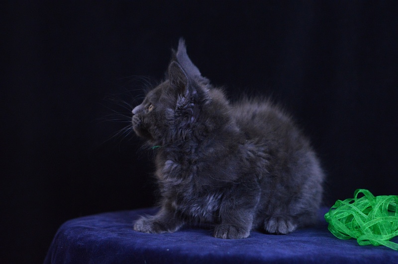 Diesel Akbars - Kitten maine-coon 2 months 1 week