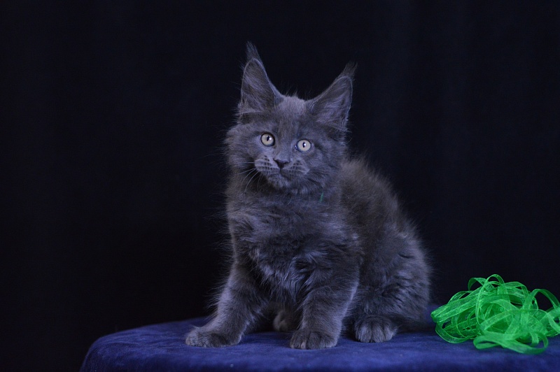 Diesel Akbars - Kitten maine-coon 2 months 1 week