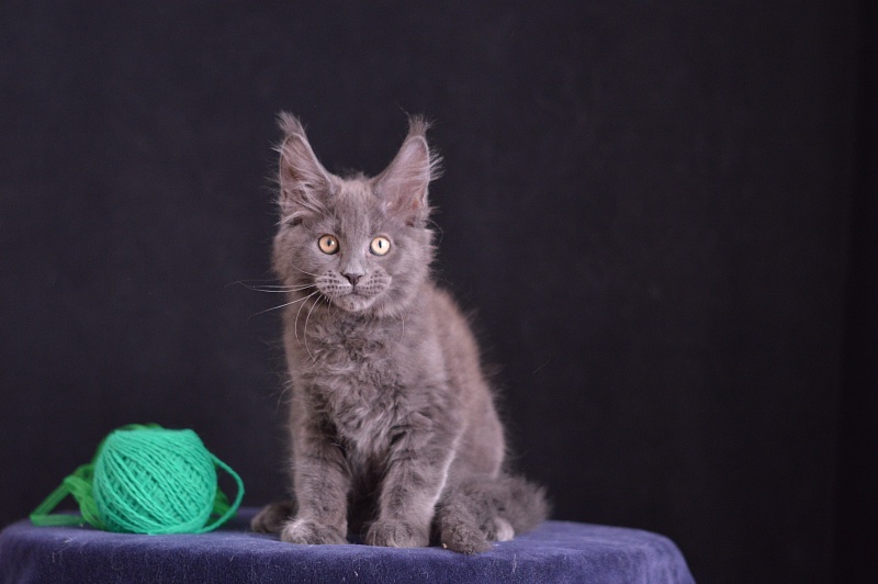 Diesel Akbars - Kitten maine-coon 2 months 3.5 weeks