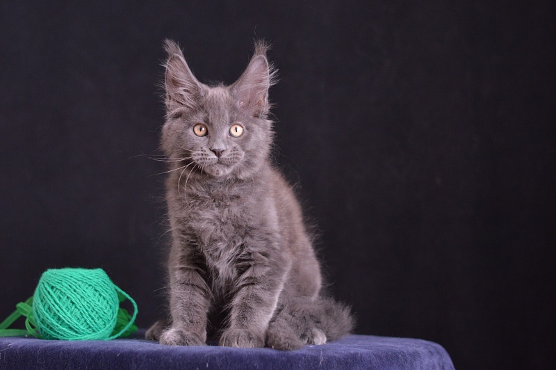 Diesel Akbars - Kitten maine-coon 2 months 3.5 weeks