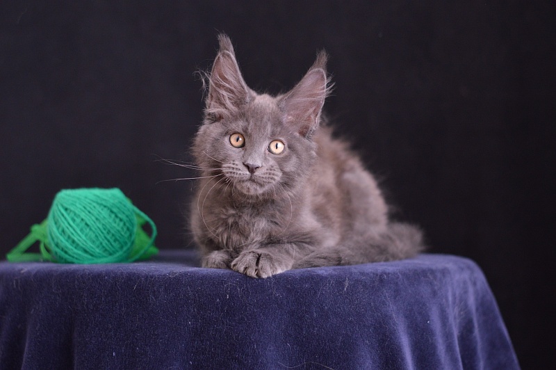 Diesel Akbars - Kitten maine-coon 2 months 3.5 weeks