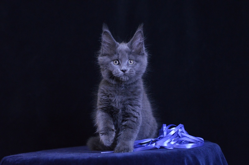 Dapfne Akbars - Kitten maine-coon 2 months 1 week