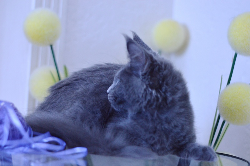 Dapfne Akbars - Kitten maine-coon 3 months 1.5 week