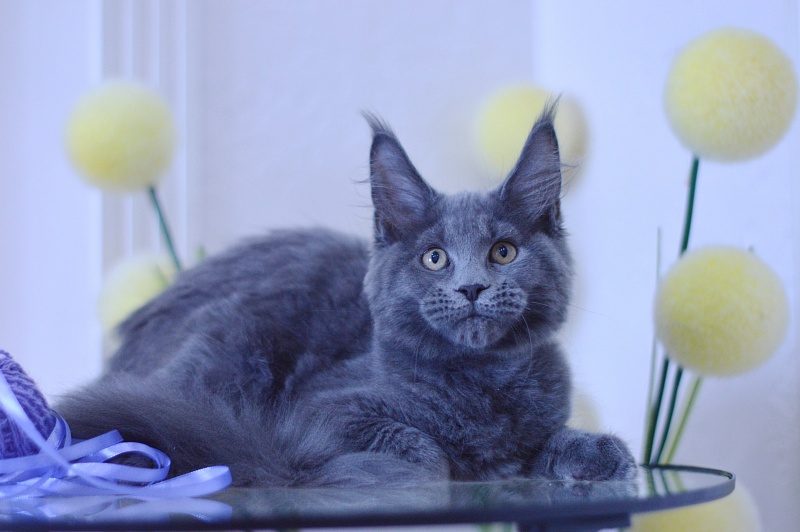 Dapfne Akbars - Kitten maine-coon 3 months 1.5 week