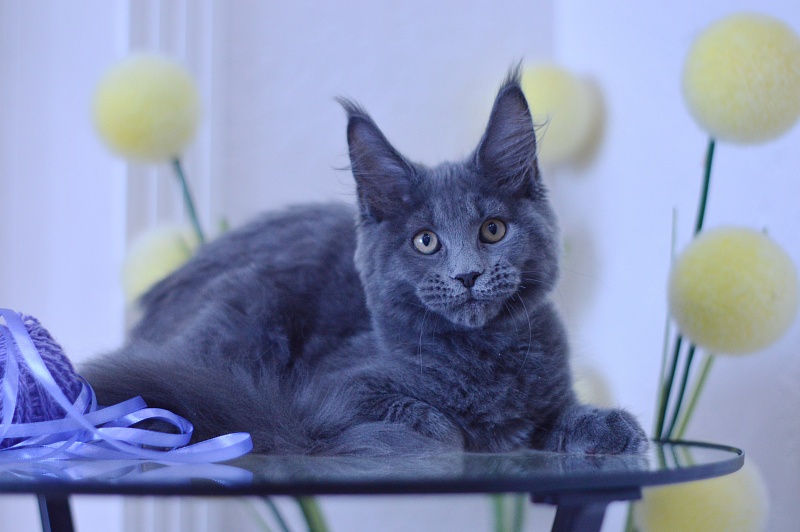 Dapfne Akbars - Kitten maine-coon 3 months 1.5 week