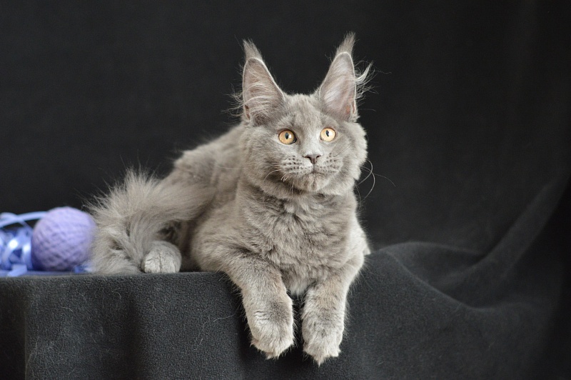 Dapfne Akbars - Kitten maine-coon 3 months 2.5 weeks