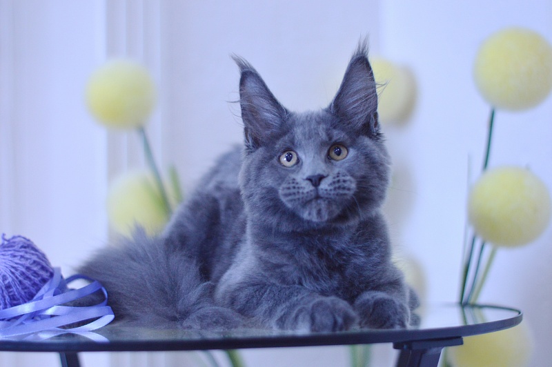 Dapfne Akbars - Kitten maine-coon 3 months 1.5 week