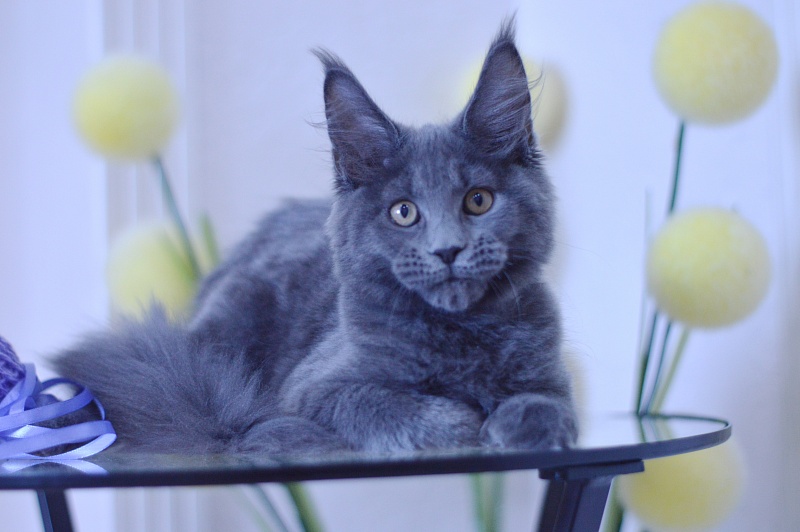 Dapfne Akbars - Kitten maine-coon 3 months 1.5 week