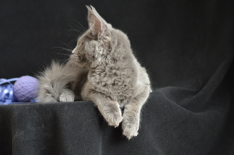 Dapfne Akbars - Kitten maine-coon 3 months 2.5 weeks