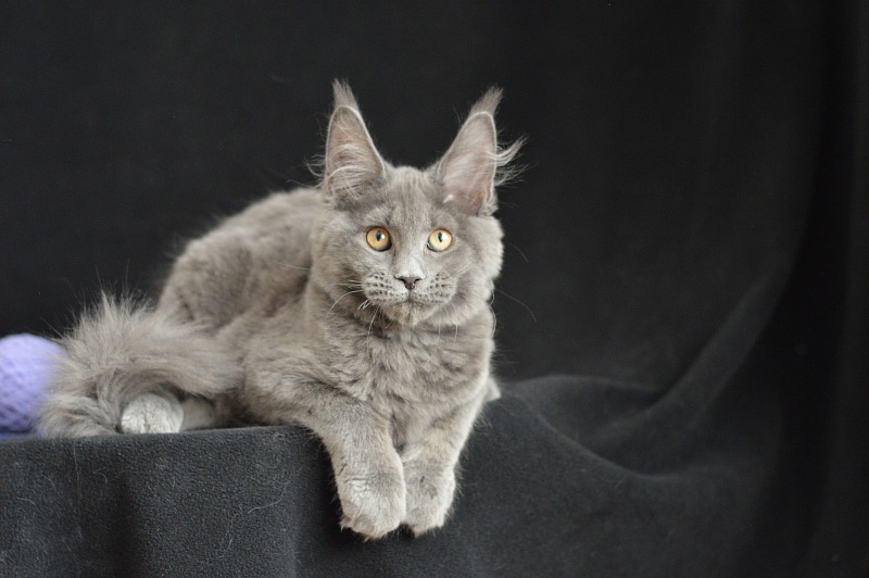 Dapfne Akbars - Kitten maine-coon 3 months 2.5 weeks