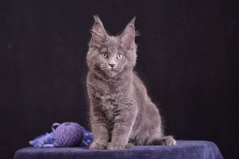 Dapfne Akbars - Kitten maine-coon 2 months 3.5 weeks