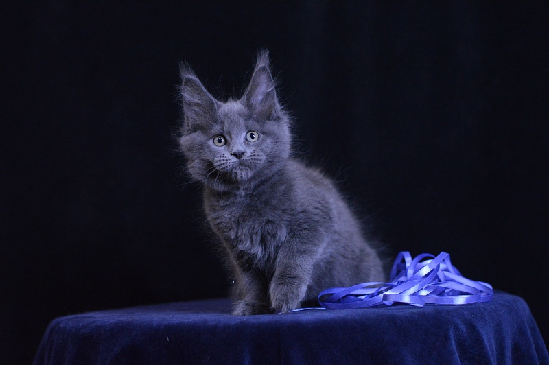 Dapfne Akbars - Kitten maine-coon 2 months 1 week