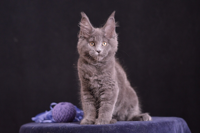 Dapfne Akbars - Kitten maine-coon 2 months 3.5 weeks