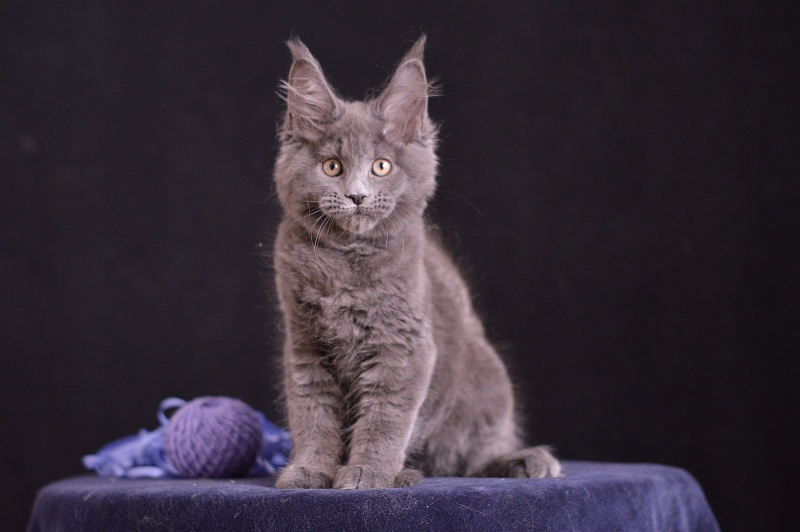 Dapfne Akbars - Kitten maine-coon 2 months 3.5 weeks