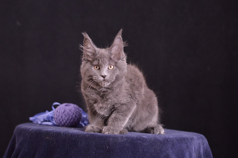 Dapfne Akbars - Kitten maine-coon 2 months 3.5 weeks