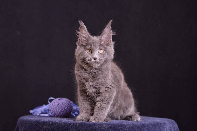 Dapfne Akbars - Kitten maine-coon 2 months 3.5 weeks