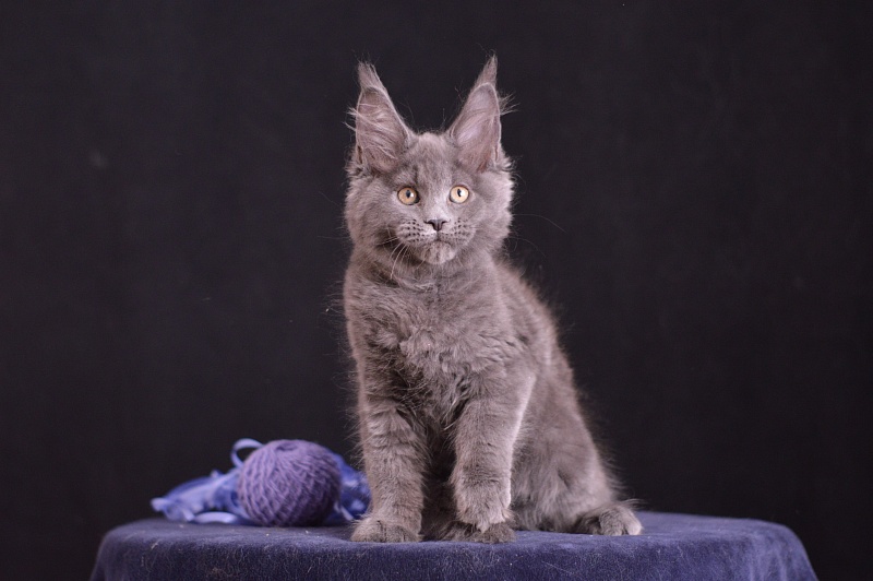 Dapfne Akbars - Kitten maine-coon 2 months 3.5 weeks