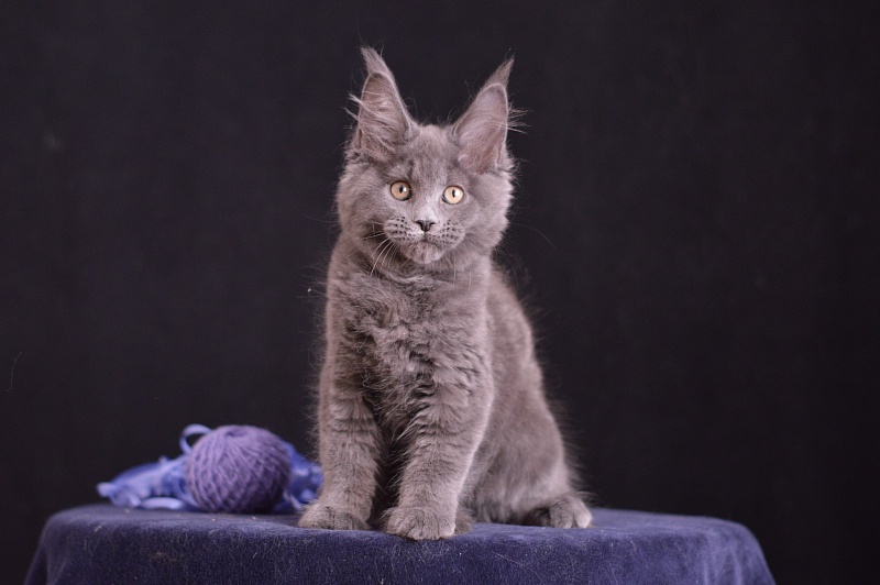 Dapfne Akbars - Kitten maine-coon 2 months 3.5 weeks