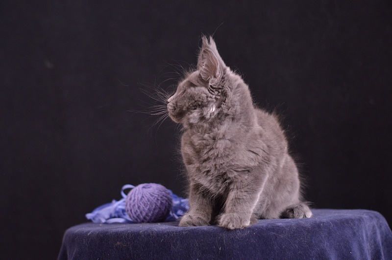 Dapfne Akbars - Kitten maine-coon 2 months 3.5 weeks