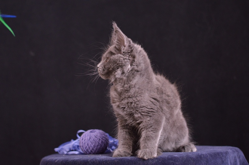 Dapfne Akbars - Kitten maine-coon 2 months 3.5 weeks