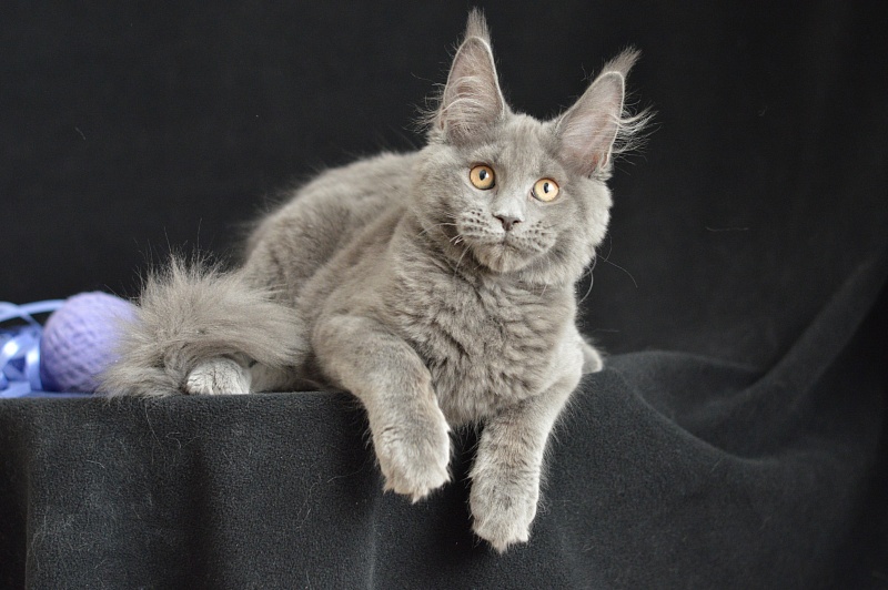 Dapfne Akbars - Kitten maine-coon 3 months 2.5 weeks