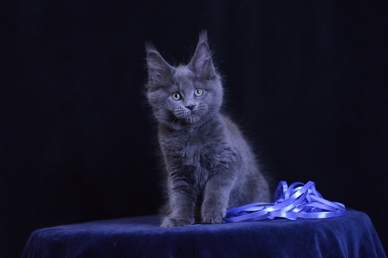 Dapfne Akbars - Kitten maine-coon 2 months 1 week