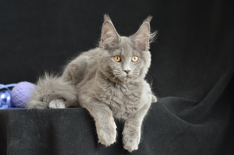 Dapfne Akbars - Kitten maine-coon 3 months 2.5 weeks