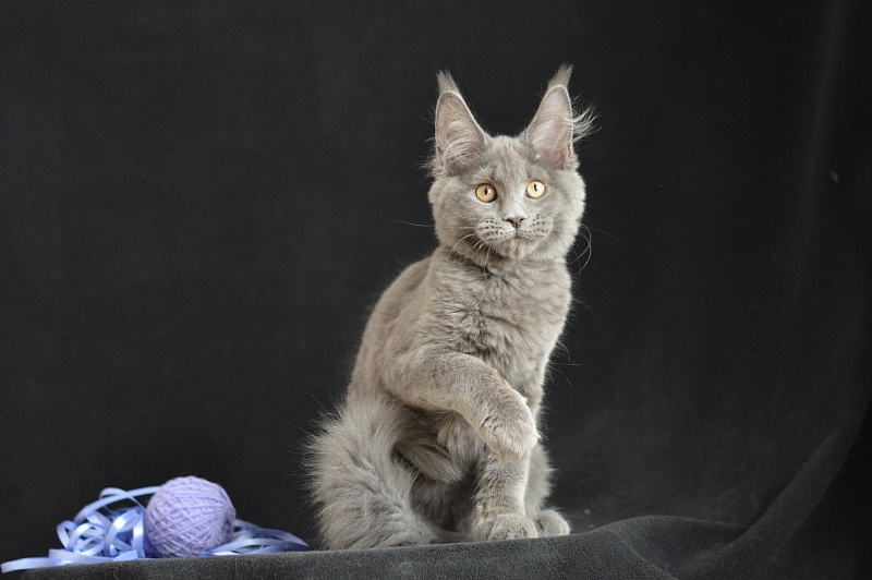 Dapfne Akbars - Kitten maine-coon 3 months 2.5 weeks