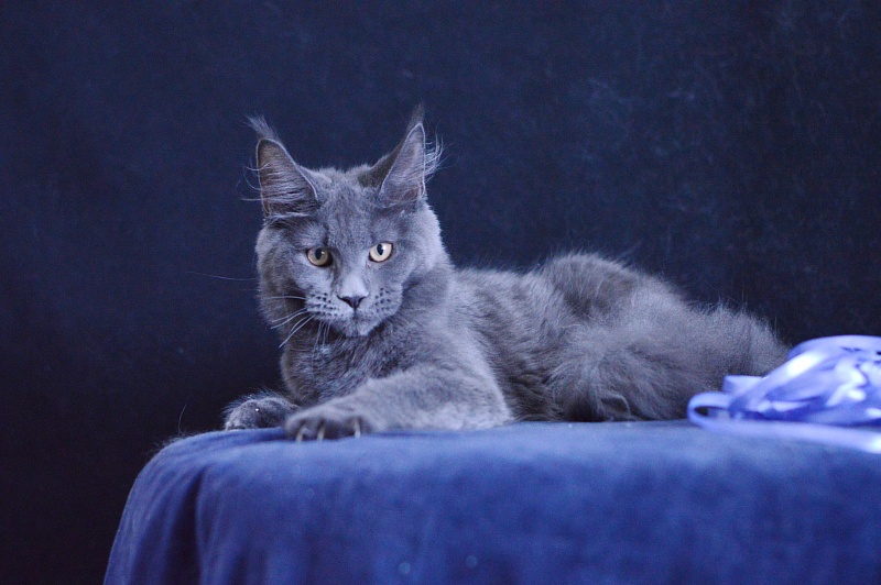 Dapfne Akbars - Kitten maine-coon 5 months