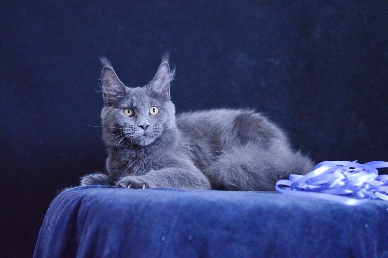 Dapfne Akbars - Kitten maine-coon 5 months