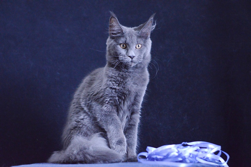 Dapfne Akbars - Kitten maine-coon 5 months