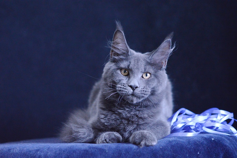 Dapfne Akbars - Kitten maine-coon 5 months