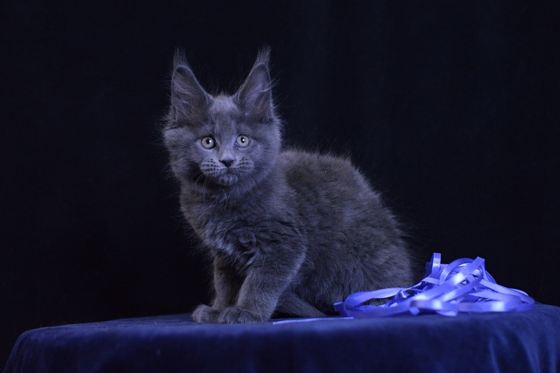 Dapfne Akbars - Kitten maine-coon 2 months 1 week