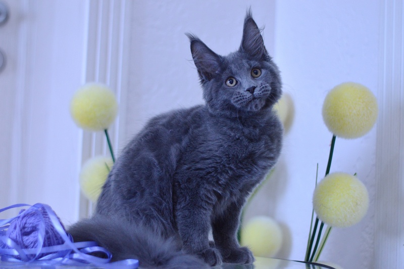 Dapfne Akbars - Kitten maine-coon 3 months 1.5 week