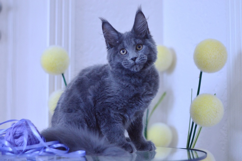 Dapfne Akbars - Kitten maine-coon 3 months 1.5 week