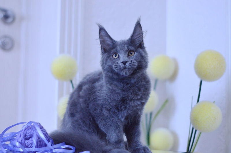 Dapfne Akbars - Kitten maine-coon 3 months 1.5 week