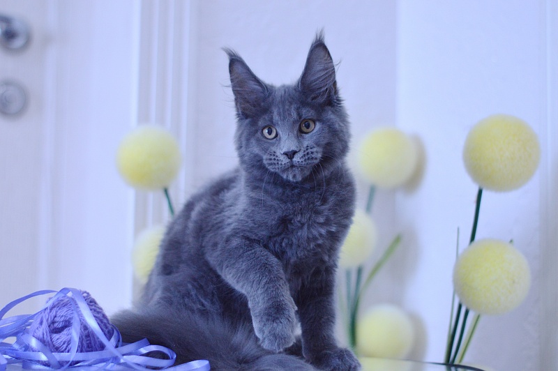 Dapfne Akbars - Kitten maine-coon 3 months 1.5 week