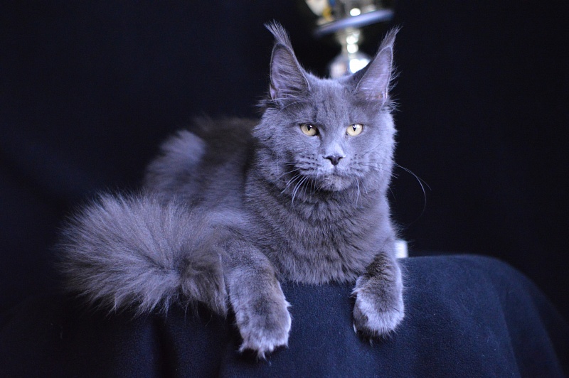 Dorothea Akbars - Kitten maine-coon 6 months 3 weeks