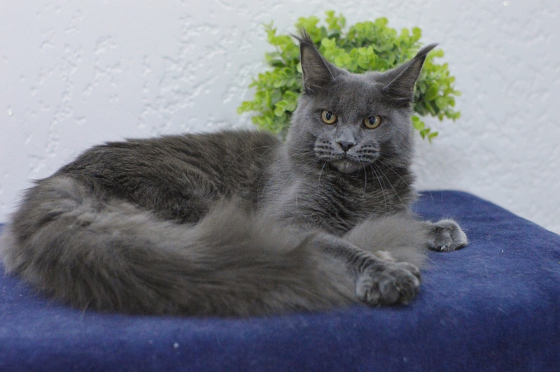 Dorothea Akbars - Kitten maine-coon 6 months 3 weeks