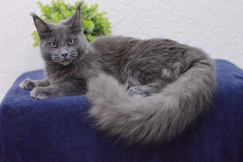 Dorothea Akbars - Kitten maine-coon 6 months 3 weeks