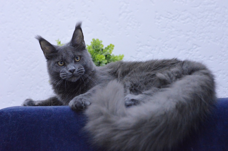 Dorothea Akbars - Kitten maine-coon 6 months 3 weeks