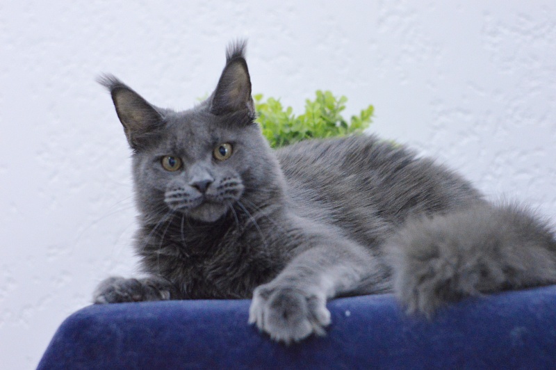 Dorothea Akbars - Kitten maine-coon 6 months 3 weeks